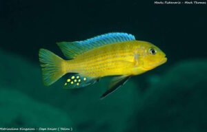 Metriaclima sp. 'kingsizei lupingu'